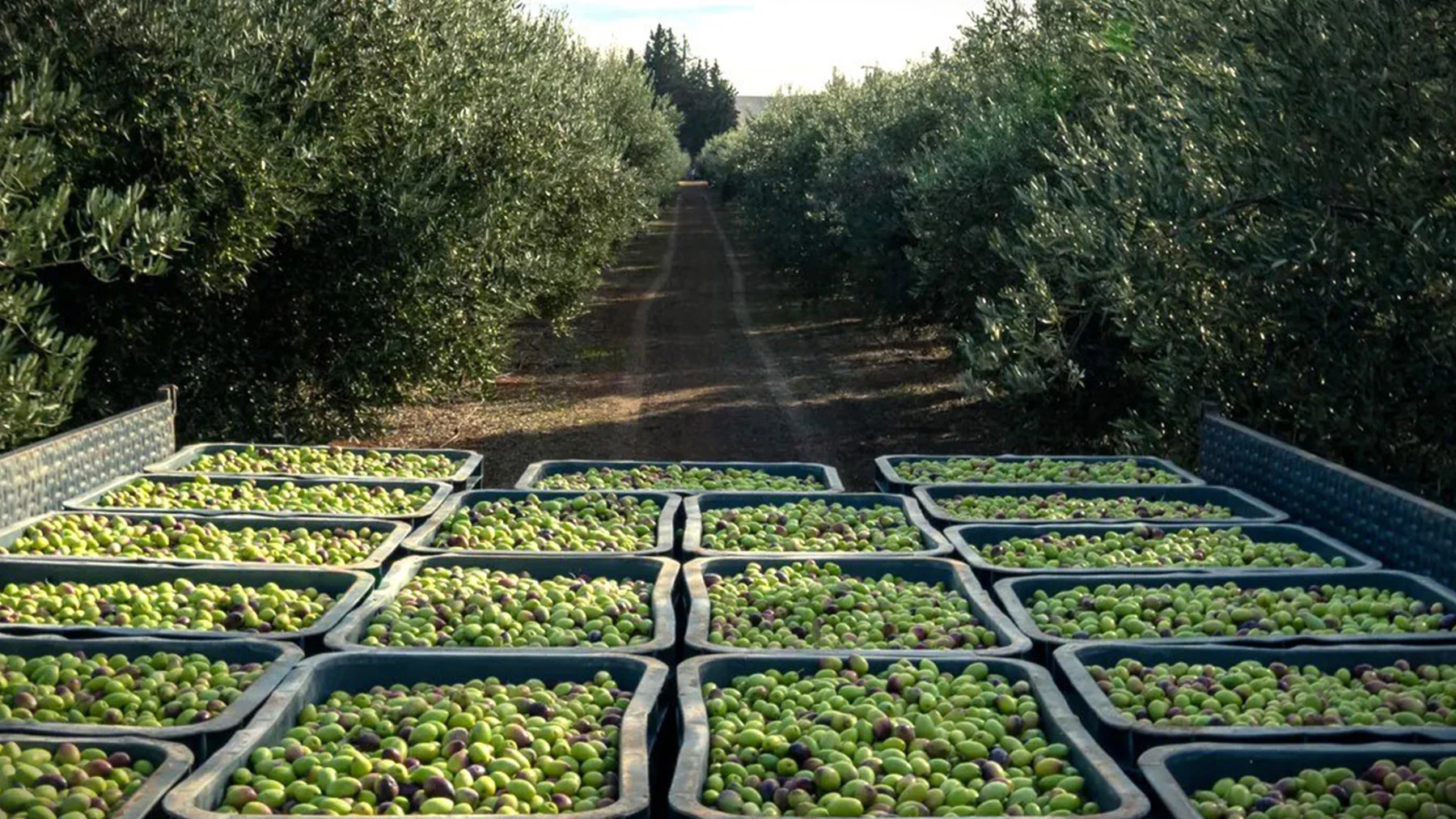 Production that respects the terroir and the environment