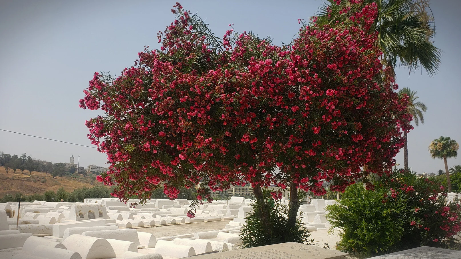 Jewish cemetery of Fez