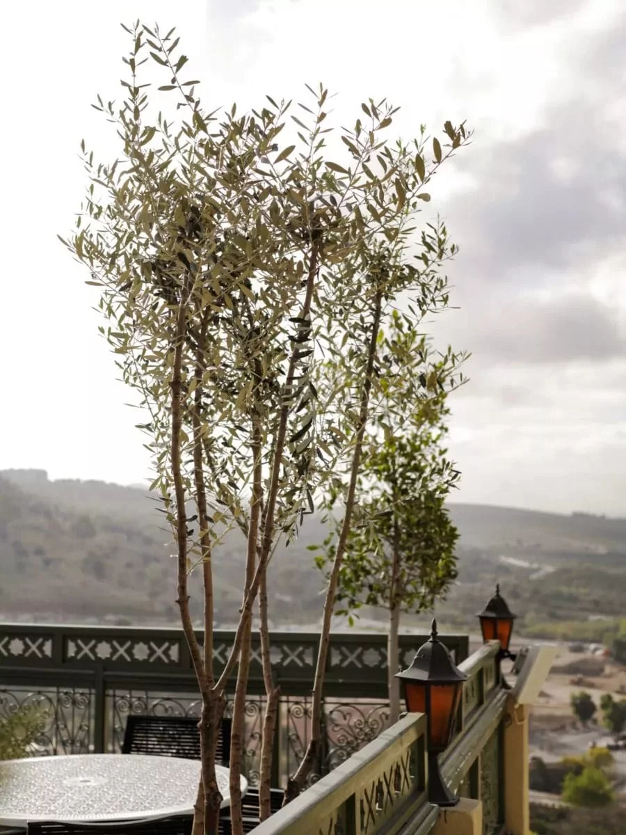 شجرة الزيتون التاريخية في قصر فراج